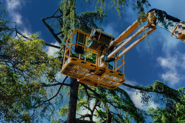 Leaf Removal in California Polytechnic State University, CA